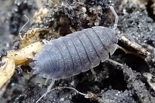 Porcellio scaber